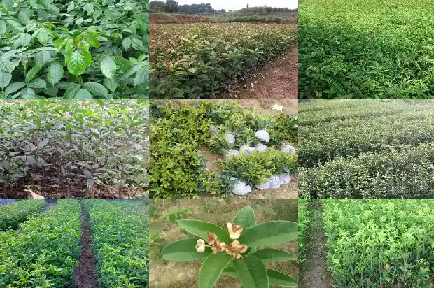 桂花为什么会开白色的花1685408598898