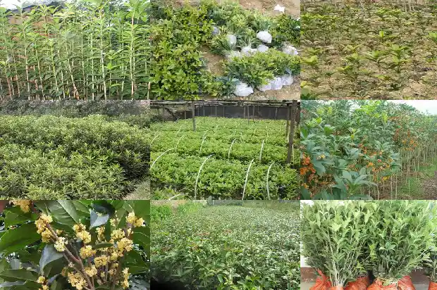 桂花为什么会开白色的花1685408598946
