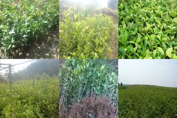 白色叶子的桂花1685408627922