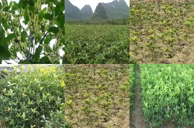 桂花是白色的吗为什么1685408637121