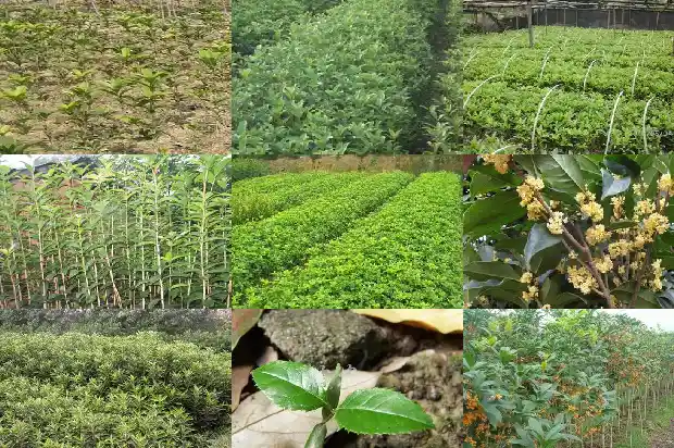 桂花是白色的吗为什么1685408637168