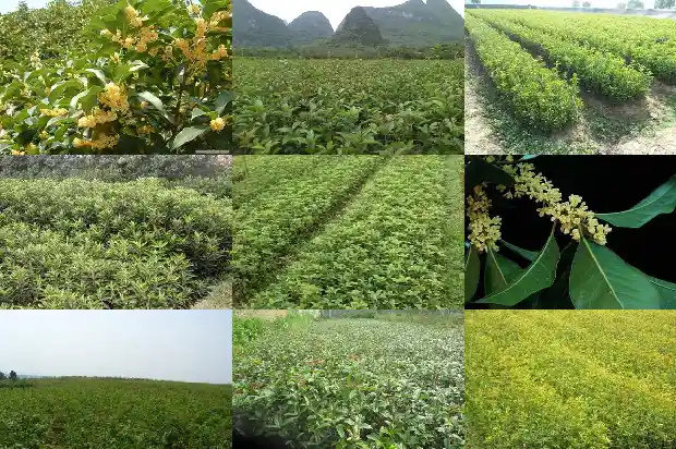 桂花是白色的吗为什么1685408637216