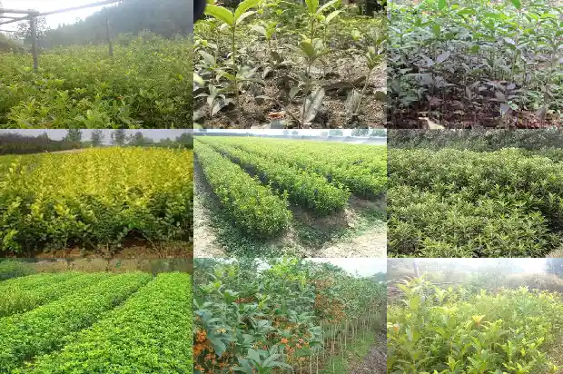 什么桂花是白色的1685408644318