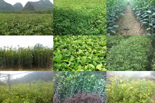 桂花是白色的好还是红色的好看1685408665403