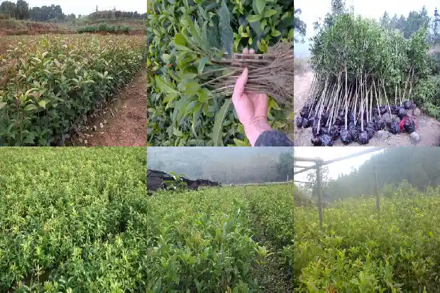 桂花是白色的好还是红色的好看1685408665451