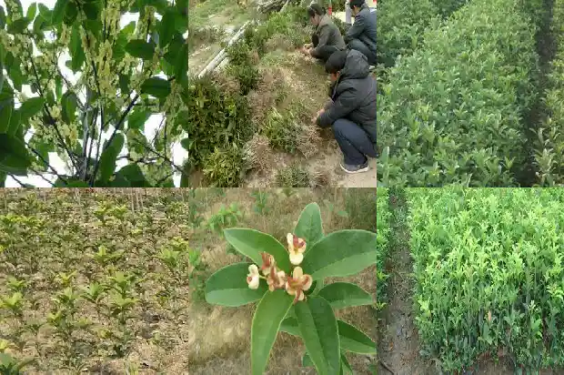 红色桂花好还是白色桂花好1685408674894