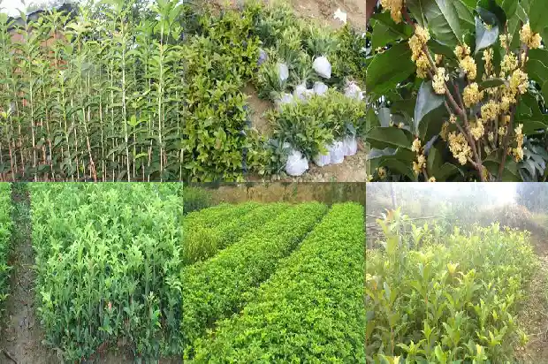 桂花是红色好还黄白色的好1685408684404