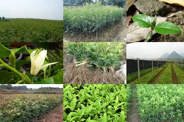 白色桂花和黄色桂花的区别1685408691925