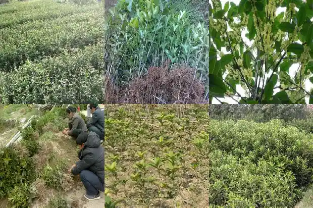 白色桂花和黄色桂花的区别1685408691973