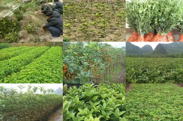 白色的桂花和橙色的桂花1685408699390