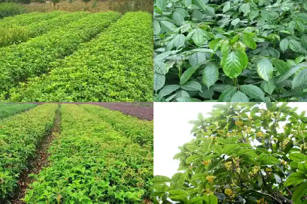 白色的桂花和橙色的桂花1685408699438