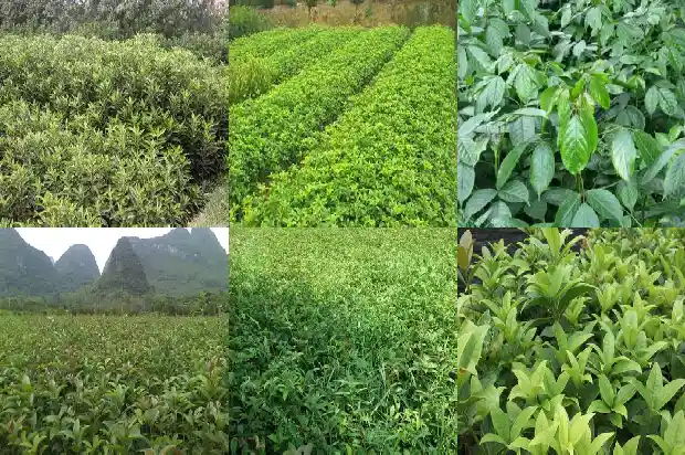 桂花开红色花的是什么品种的菊花1685408716705