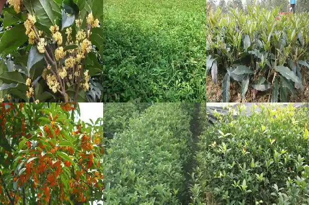桂花开红色花的是什么品种的菊花1685408716753