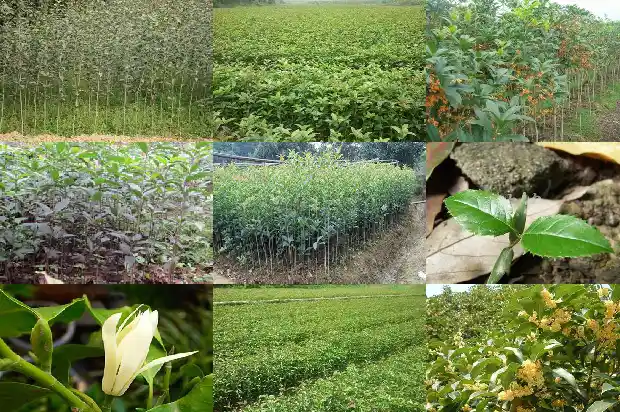 开红色的桂花是什么品种的1685408723917
