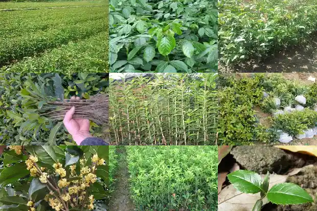 开红色花的桂花品种1685408733285