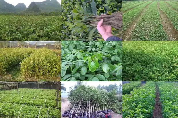 桂花的香味有什么特点1689313452066