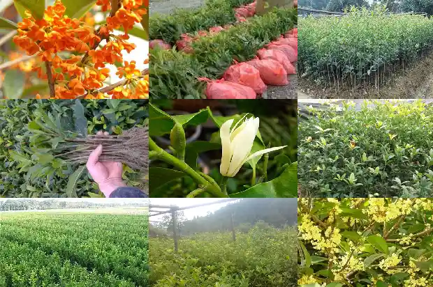开红花的桂花品种有哪些呢1685408742482