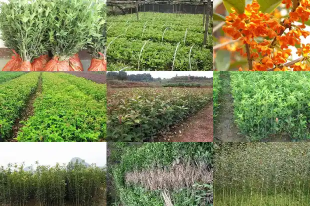 江苏桂花苗木基地1690677780191
