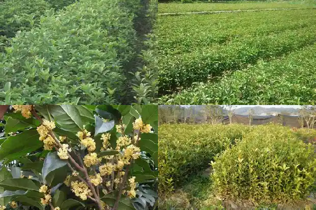 桂花哪个品种开花最多1685408750166