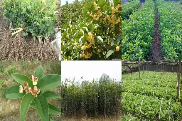 开黄色花的桂花树是什么品种1685408757561