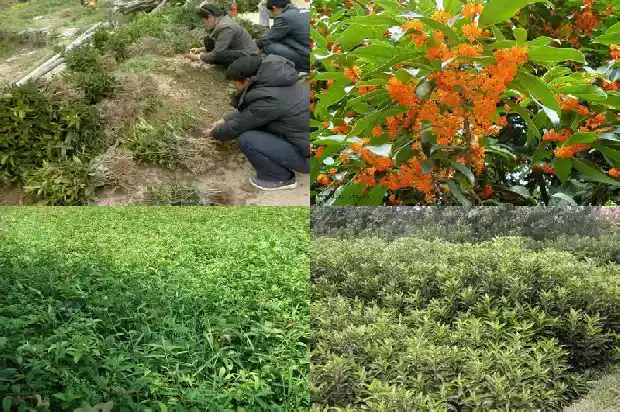黄色桂花是什么桂花1685408764945