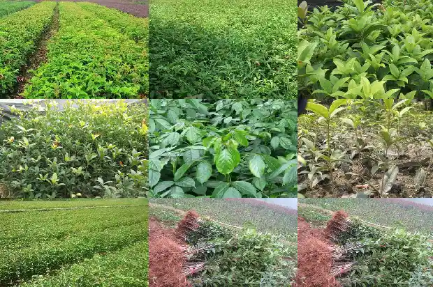 黄色桂花是什么桂花1685408764993