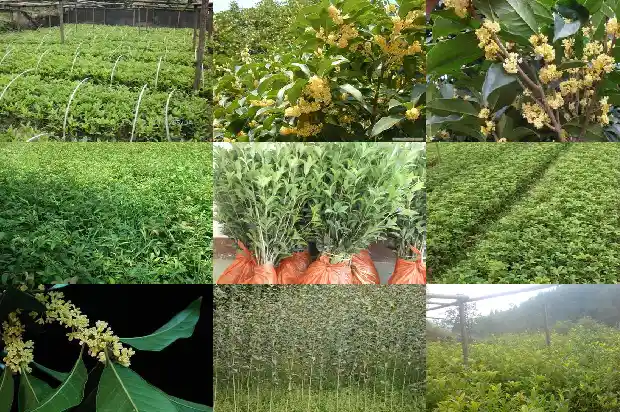 桂花艳红是什么品种的1685408776700