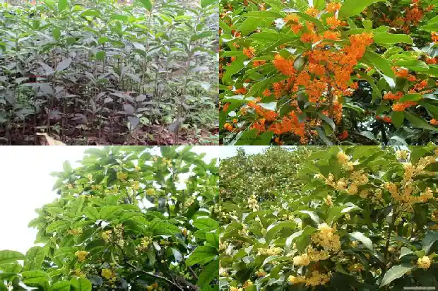 桂花艳红是什么品种的1685408776796