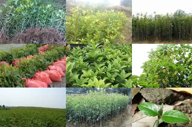 桂花艳红是什么品种的玫瑰1685408788446