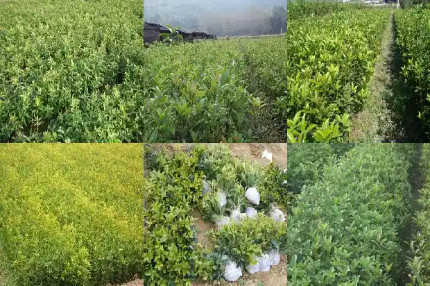 桂花艳红是什么品种的玫瑰1685408788589