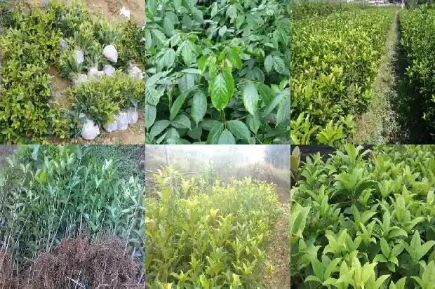 黄白色的桂花是什么品种1685408803341