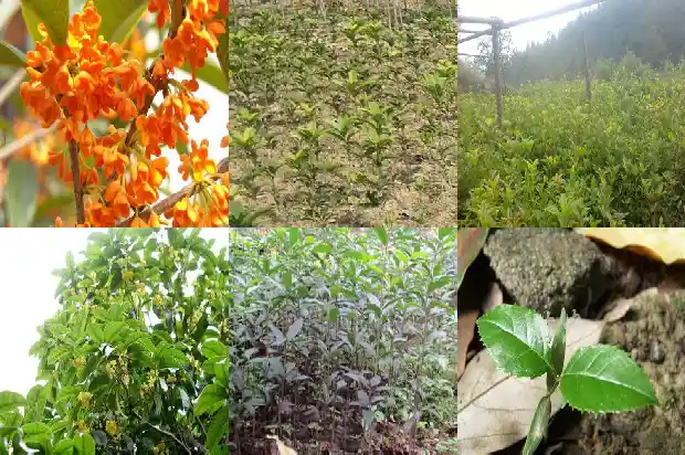 黄白色的桂花是什么品种1685408803389