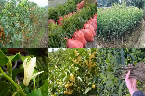桂花又称什么1685408810694