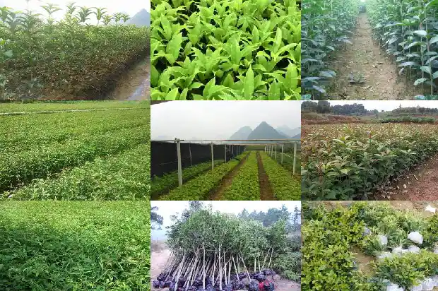 桂花的名字由来1685408822148