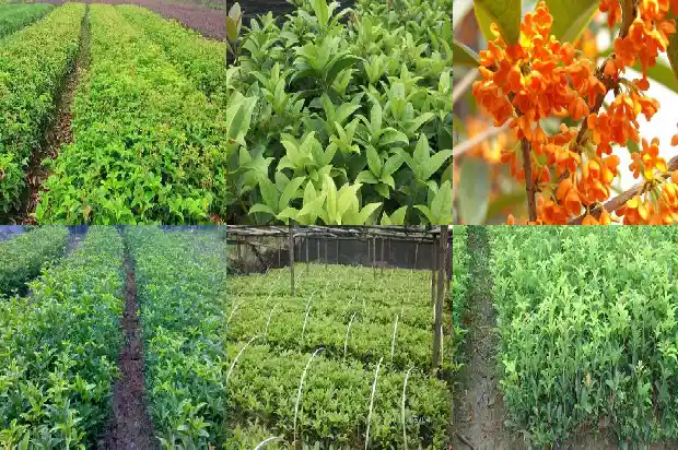 桂花的名字由来1685408822244