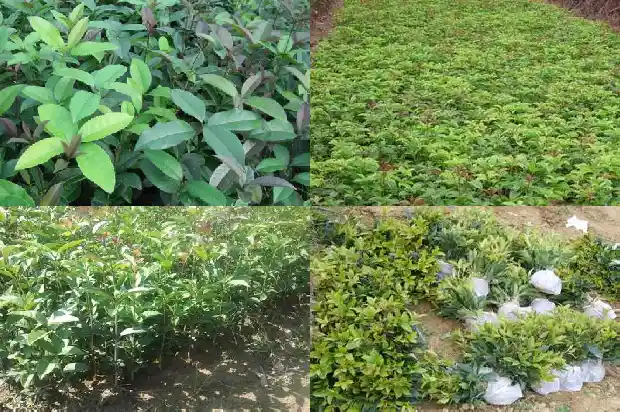 桂花的名字由来1685408822292