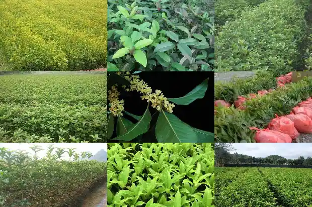 桂花名字的来源1685408840955
