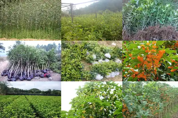 桂花树什么时候打顶比较好呢1688346689226