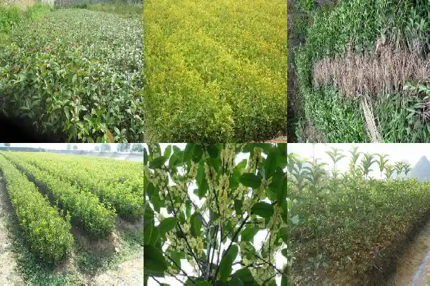 桂花叶子有什么特点1685491862167