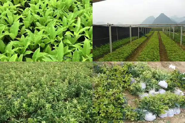 桂花叶子有什么特点1685491862214