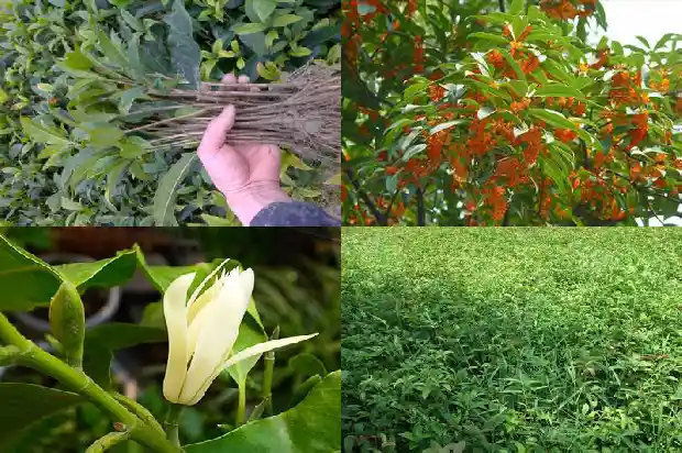 状元红桂花叶片鉴别1685491891334
