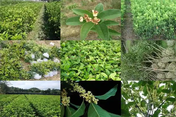 桂花树什么品种是最好的1690331672840