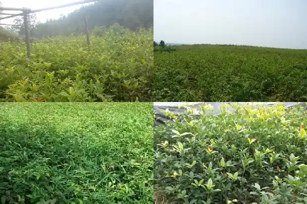 状元红桂花叶片有刺1685491941278