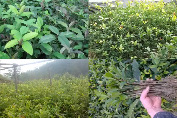 状元红桂花叶片有刺1685491941325