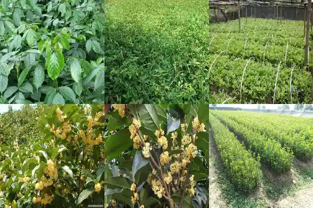 桂花树苗批发厂家1690504704053