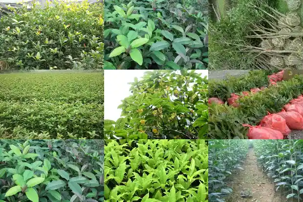 橙红的桂花是什么品种1685492021779