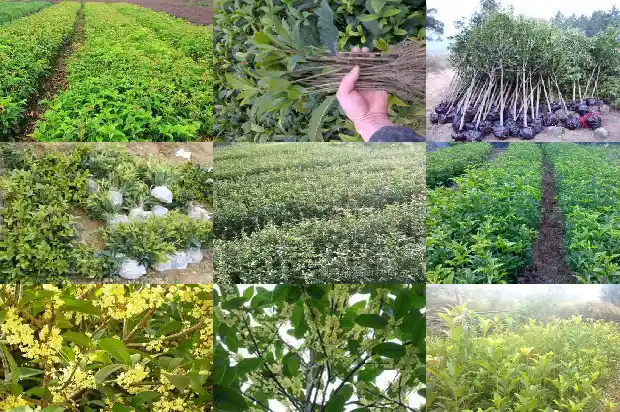 哪个品种的桂花颜色最红色1685492093755