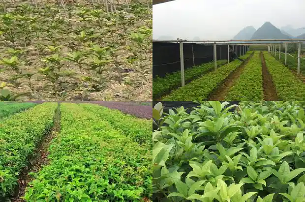 桂花4个品种花色最好的1685492137237