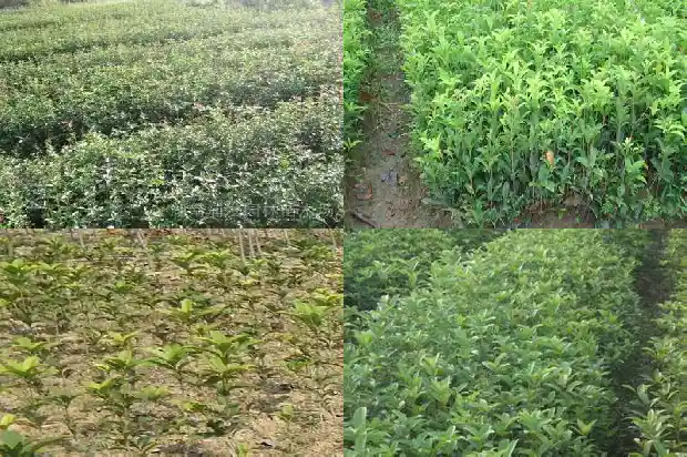 桂花4个品种花色最好的1685492137284