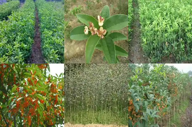 桂花哪个品种最抗寒1685492213870